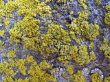 Xanthoria weberi image