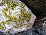 Xanthoria weberi image
