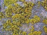 Xanthoria weberi image