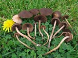 Panaeolina castaneifolia image