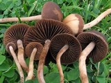 Panaeolina castaneifolia image