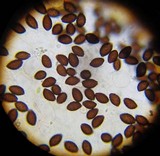 Panaeolina castaneifolia image
