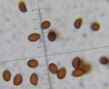 Panaeolina castaneifolia image