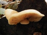 Tectella patellaris image