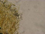 Basidiodendron caesiocinereum image