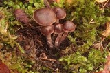 Cortinarius fulvescens image