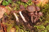 Cortinarius fulvescens image