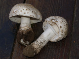 Amanita muscaria var. alba image