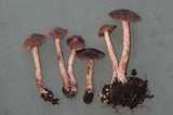 Cortinarius fulvescens image