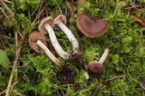 Cortinarius fulvescens image