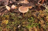 Psathyrella hymenocephala image