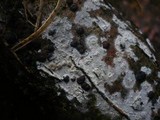 Hyphodermella corrugata image