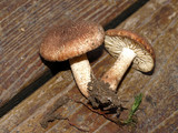 Inocybe lanuginosa image