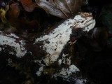 Hyphodermella densa image