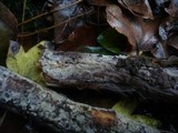 Hyphodermella densa image