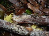 Hyphodermella densa image