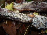 Hyphodermella densa image