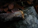 Hyphodermella densa image