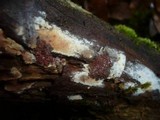 Hyphodermella densa image