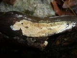 Hyphodermella densa image