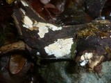 Hyphodermella densa image