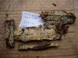 Alutaceodontia alutacea image