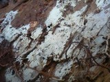 Hyphodontia alutaria image