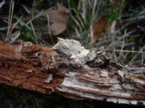 Hyphodontia arguta image