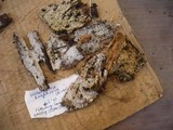 Kneiffiella barba-jovis image