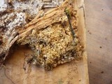 Kneiffiella barba-jovis image