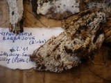 Kneiffiella barba-jovis image