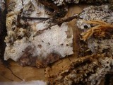 Kneiffiella barba-jovis image
