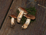 Tricholoma vaccinum image