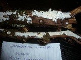 Hyphodontia juniperi image