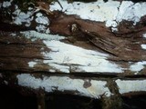 Hyphodontia juniperi image