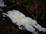 Hyphodontia juniperi image