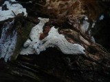 Hyphodontia pallidula image