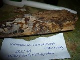 Hyphodontia rimosissima image
