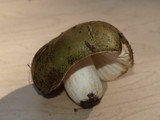 Russula aeruginea image