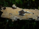 Hyphodontia rimosissima image
