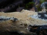 Hyphodontia rimosissima image