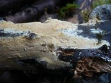 Hyphodontia rimosissima image