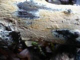 Hyphodontia rimosissima image