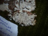 Hyphodontia spathulata image