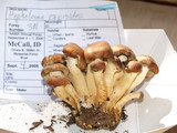 Hypholoma capnoides image