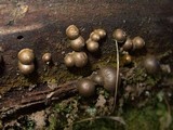 Lycogala epidendrum image