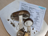 Stropharia hornemannii image