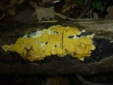 Hypocrea sulphurea image