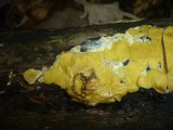 Hypocrea sulphurea image