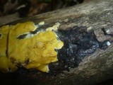 Hypocrea sulphurea image